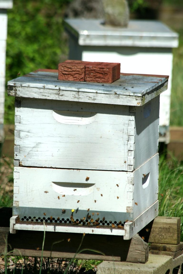 Comment installer une ruche en entreprise ?